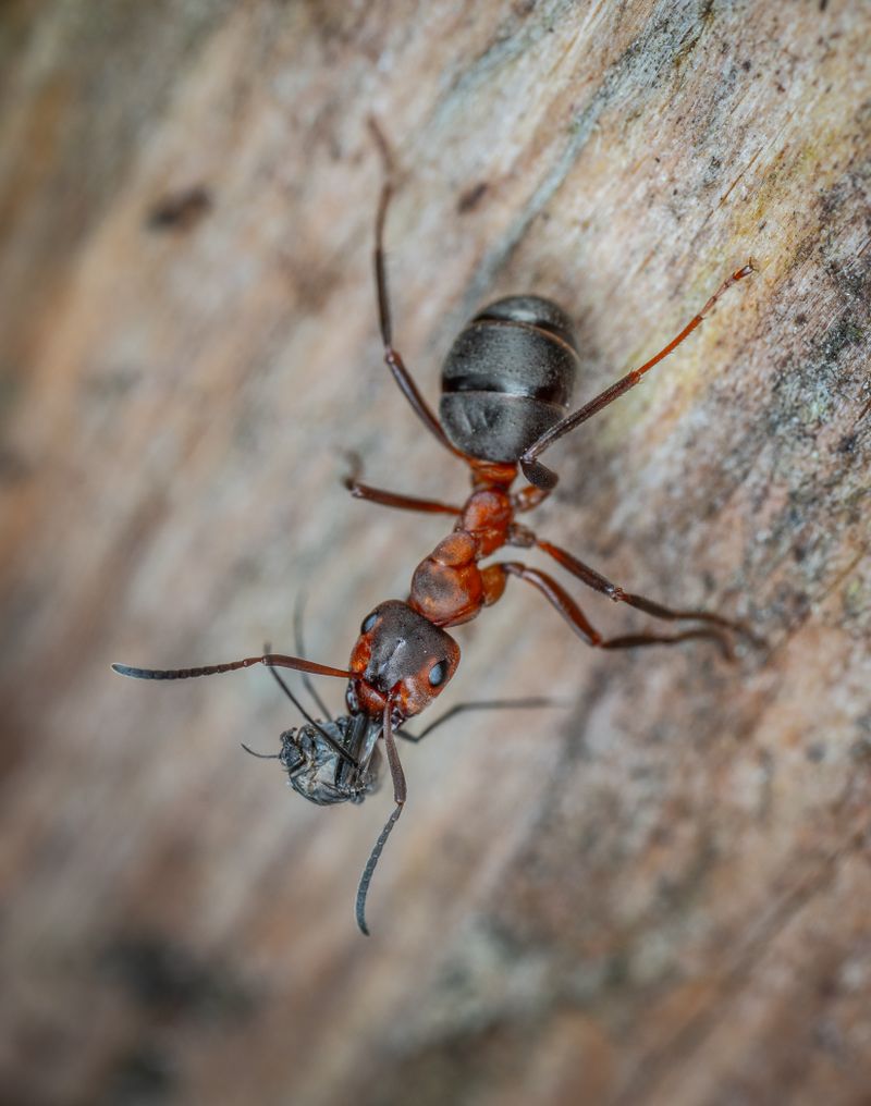 How to Get Rid of Ants in Your House: A Complete Guide