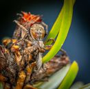 Close-up image of a running crab spider perched on a plant, showcasing intricate details and textures.