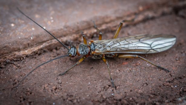 Insect on Ground