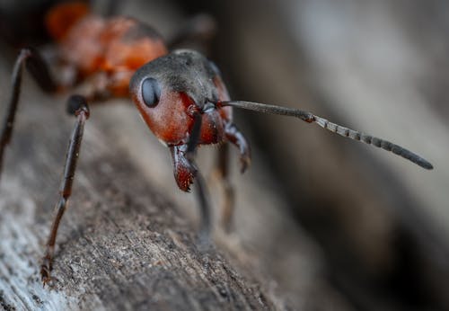 Close-up Photo of a Red Wood Ant