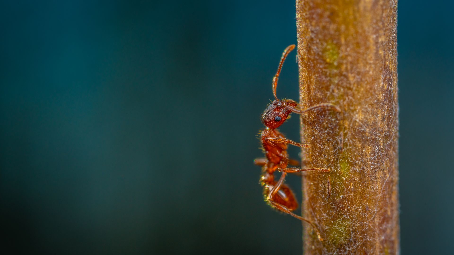 Macro Photography of a Red Ant