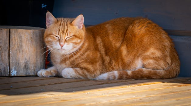 A ginger cat with eyes closed, comfortably lying down indoors in a warm setting.
