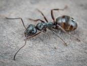 Close-up of Insect on Surface
