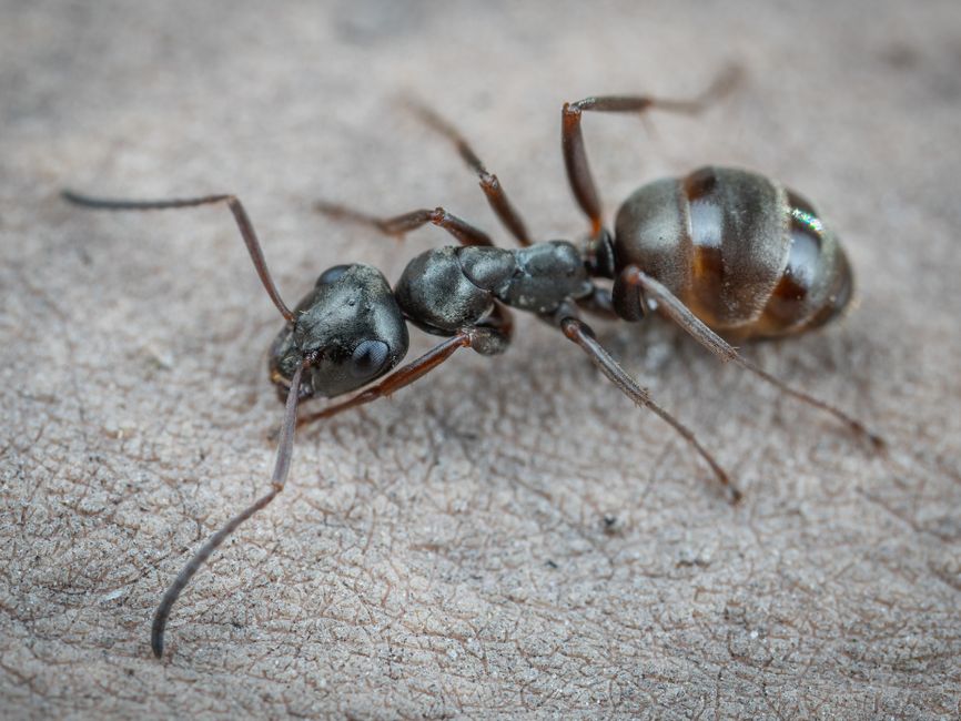 Different ant species found in Ohio lawns for identification Different ant species found in Ohio lawns for identification