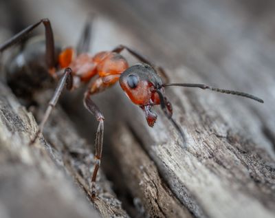 Leafcutter Ant