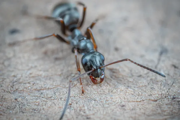 Ant Control Services