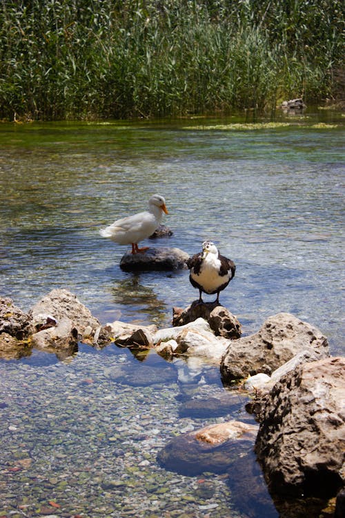 Ducks Standing in Shallow Water