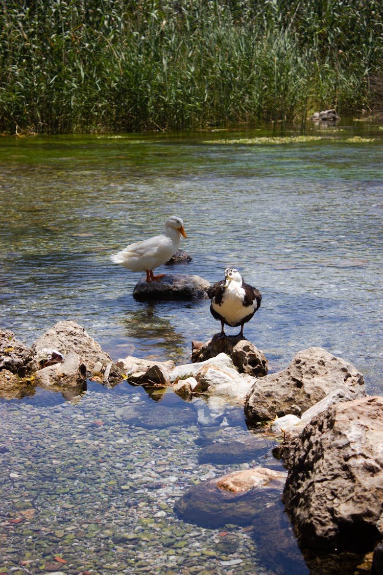 Ducks Standing In Shallow Water