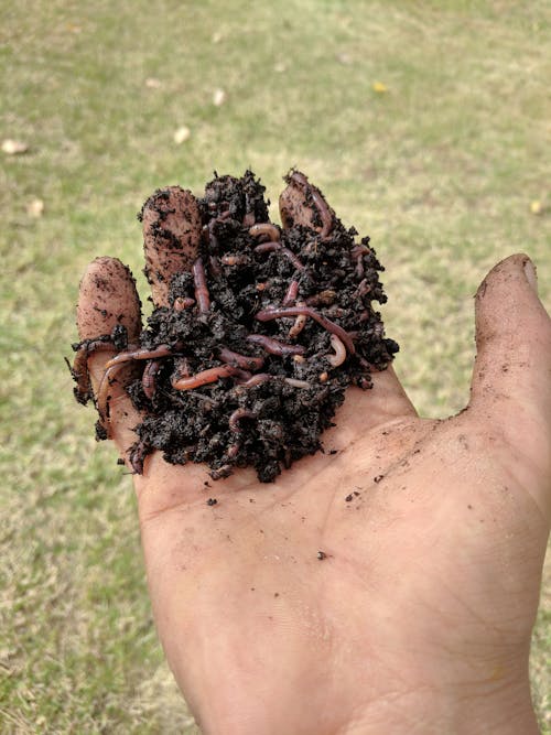 Free stock photo of dirt, earth worms, earthworm