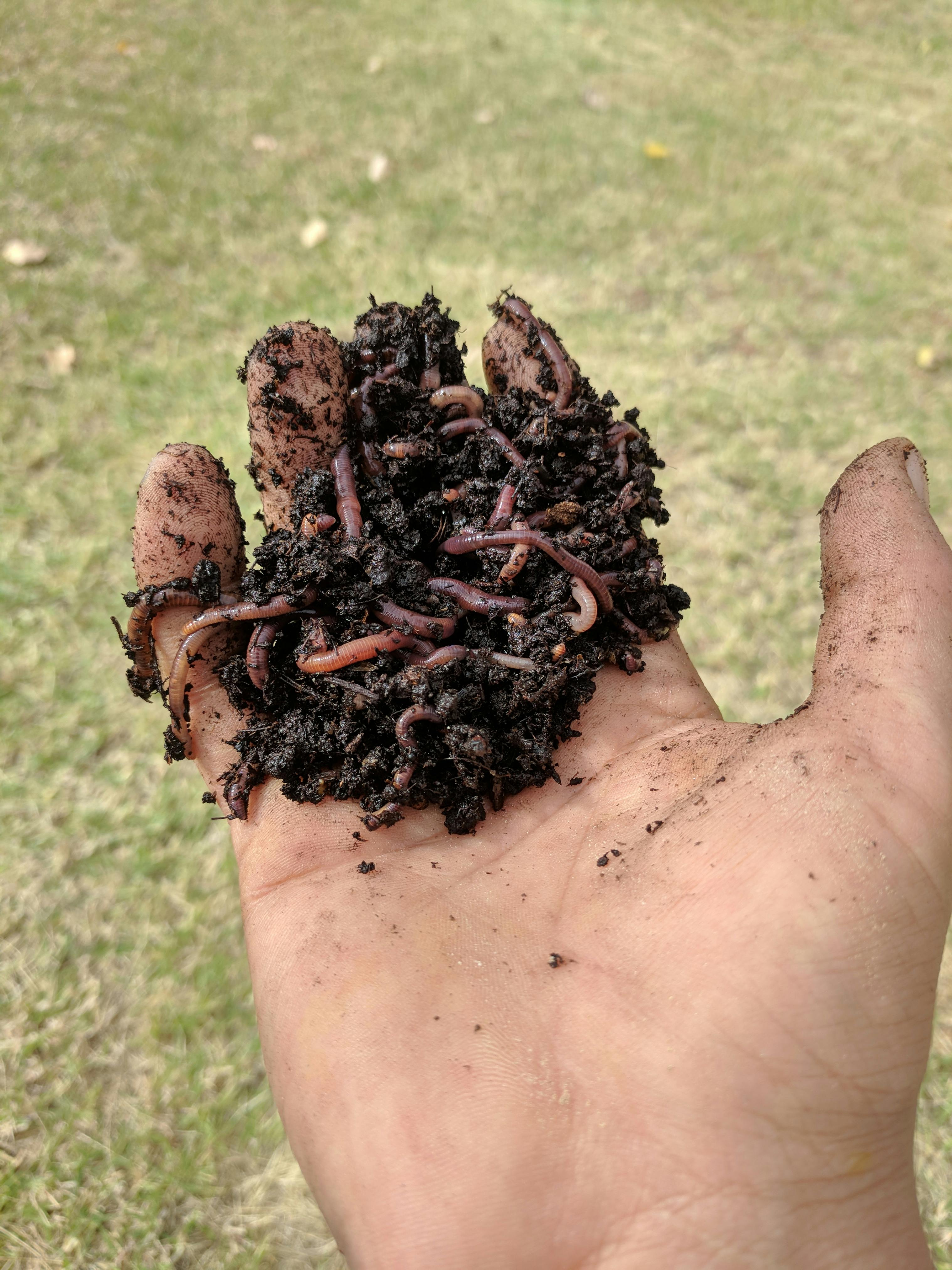Free stock photo of dirt, earth worms, earthworm