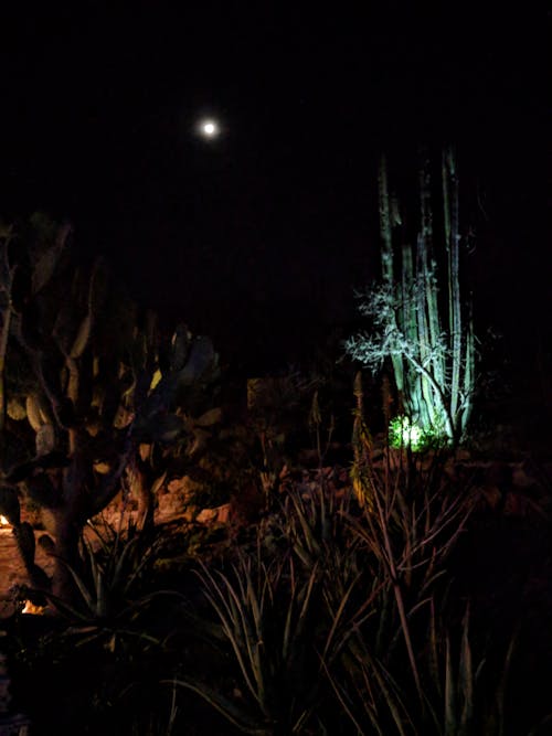 Free stock photo of cactus, garden, night photography