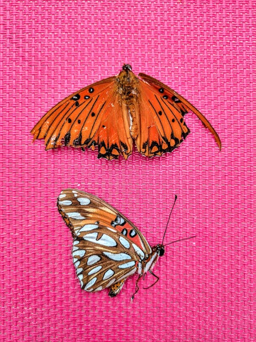 Free stock photo of butterflies, orange