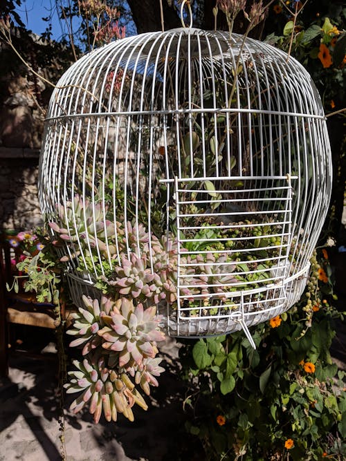 Free stock photo of bird cage, cacti, garden