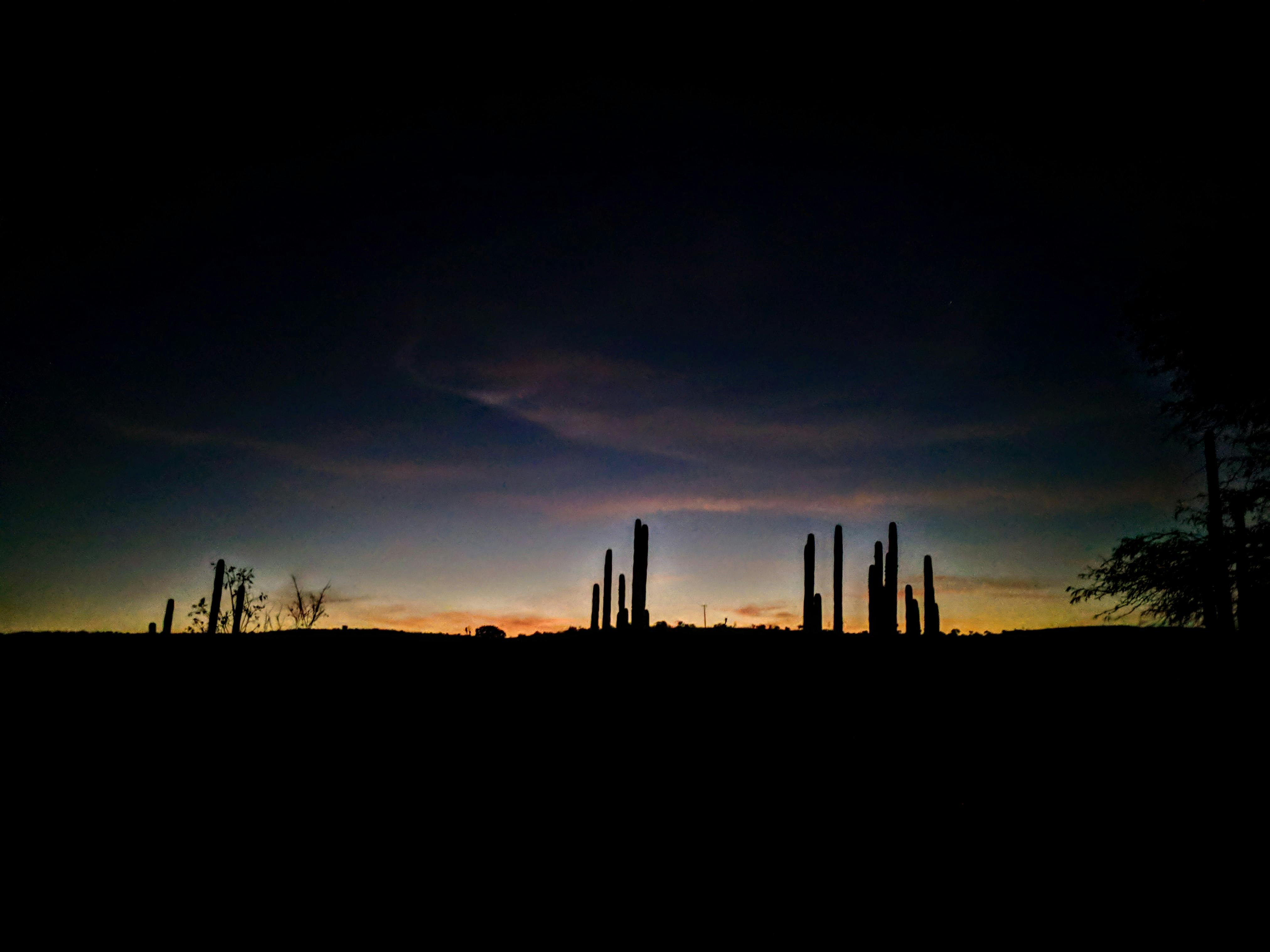Free stock photo of cactus, desert, night photography