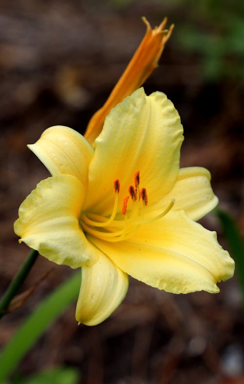 Kostnadsfri bild av blomfotografi, blomning, gul blomma