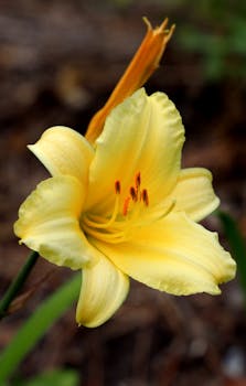Vivid close-up of a yellow daylily with delicate petals and visible stamen.