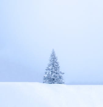 A lone pine tree stands in a snow-covered winter landscape, evoking tranquility.