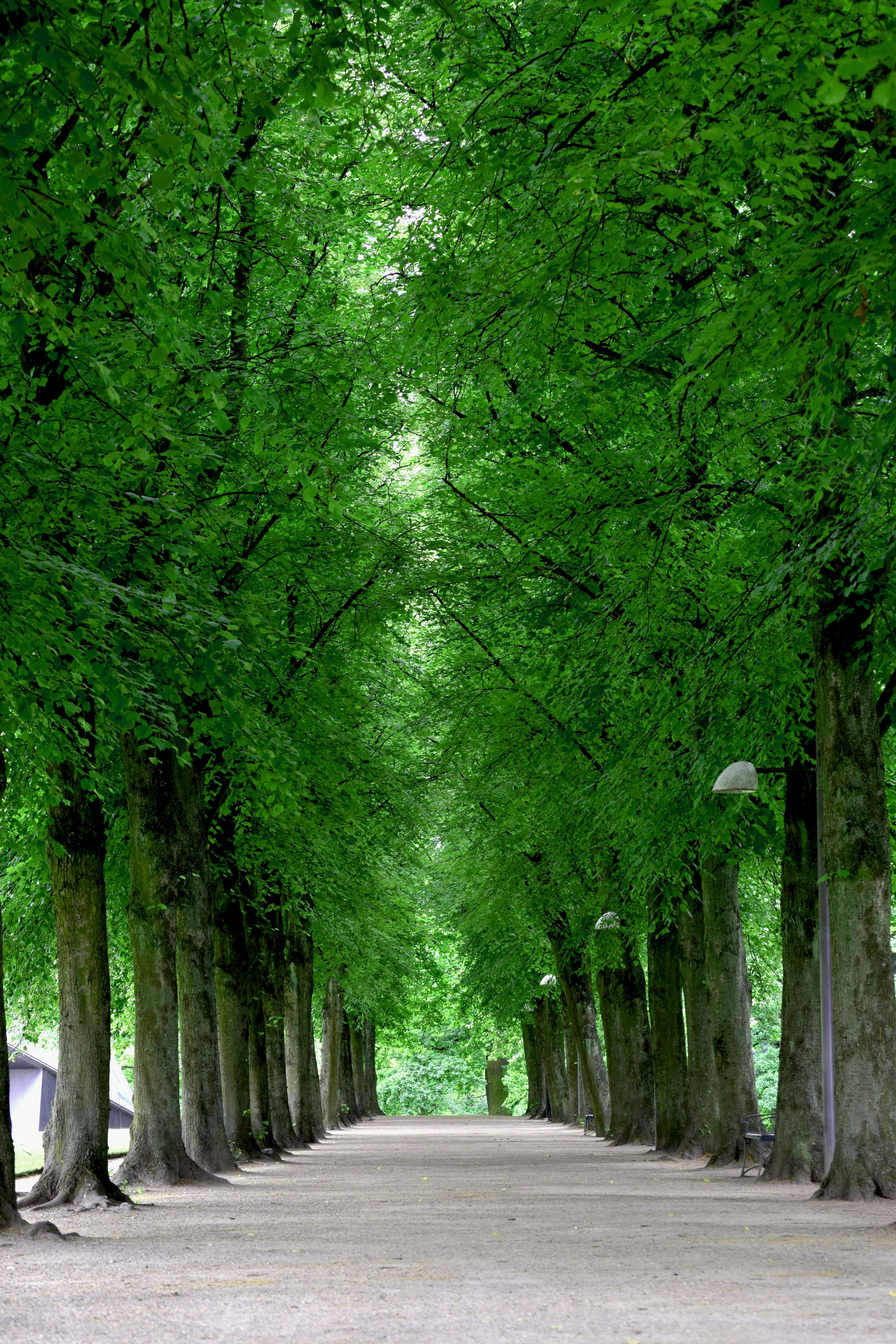 Picture Of A Summer Tree Free Stock Photo Of Summer Trees