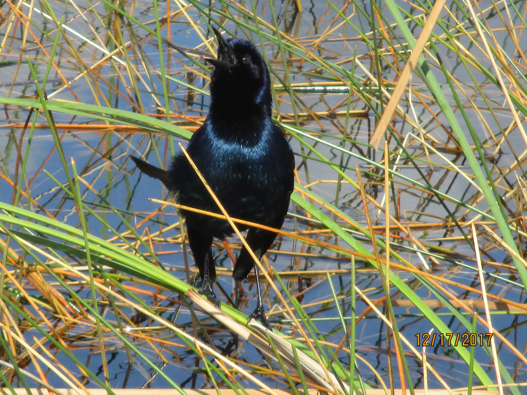 Free stock photo of bird, bird in Everglades