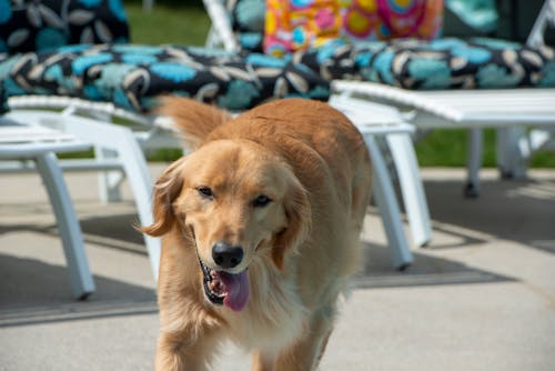 Free stock photo of golden retriever, pool side