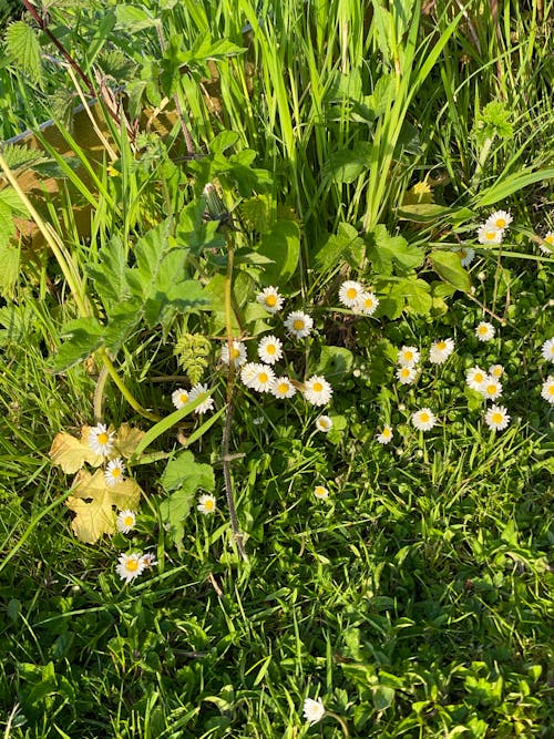 Gratis lagerfoto af blomster, blomstrende, flora