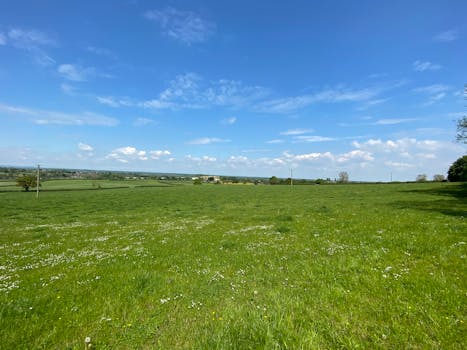 Expansive grassy field under a clear blue sky, perfect for nature themes.