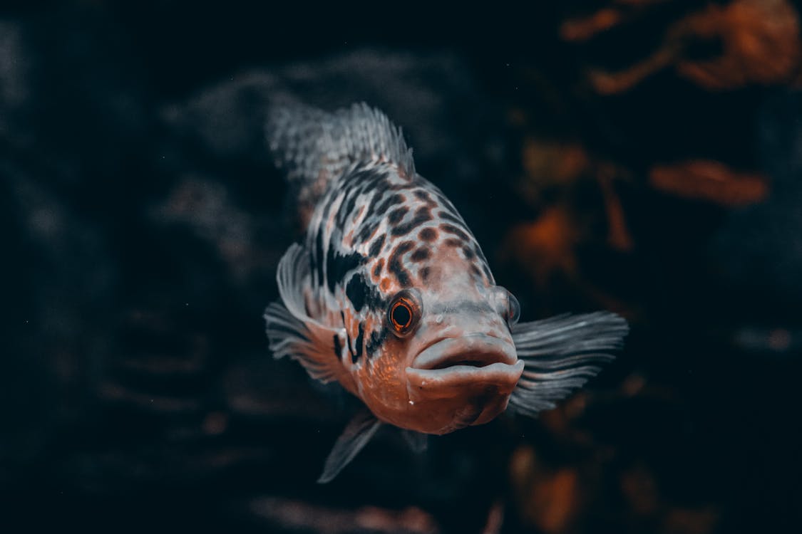 Underwater View of a Jaguar Cichlid · Free Stock Photo
