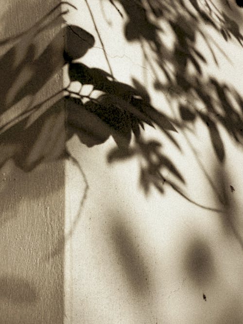 Leaves Shadows over a Wall · Free Stock Photo