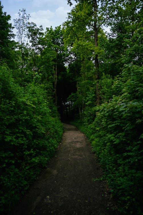 A Trail in the Forest 