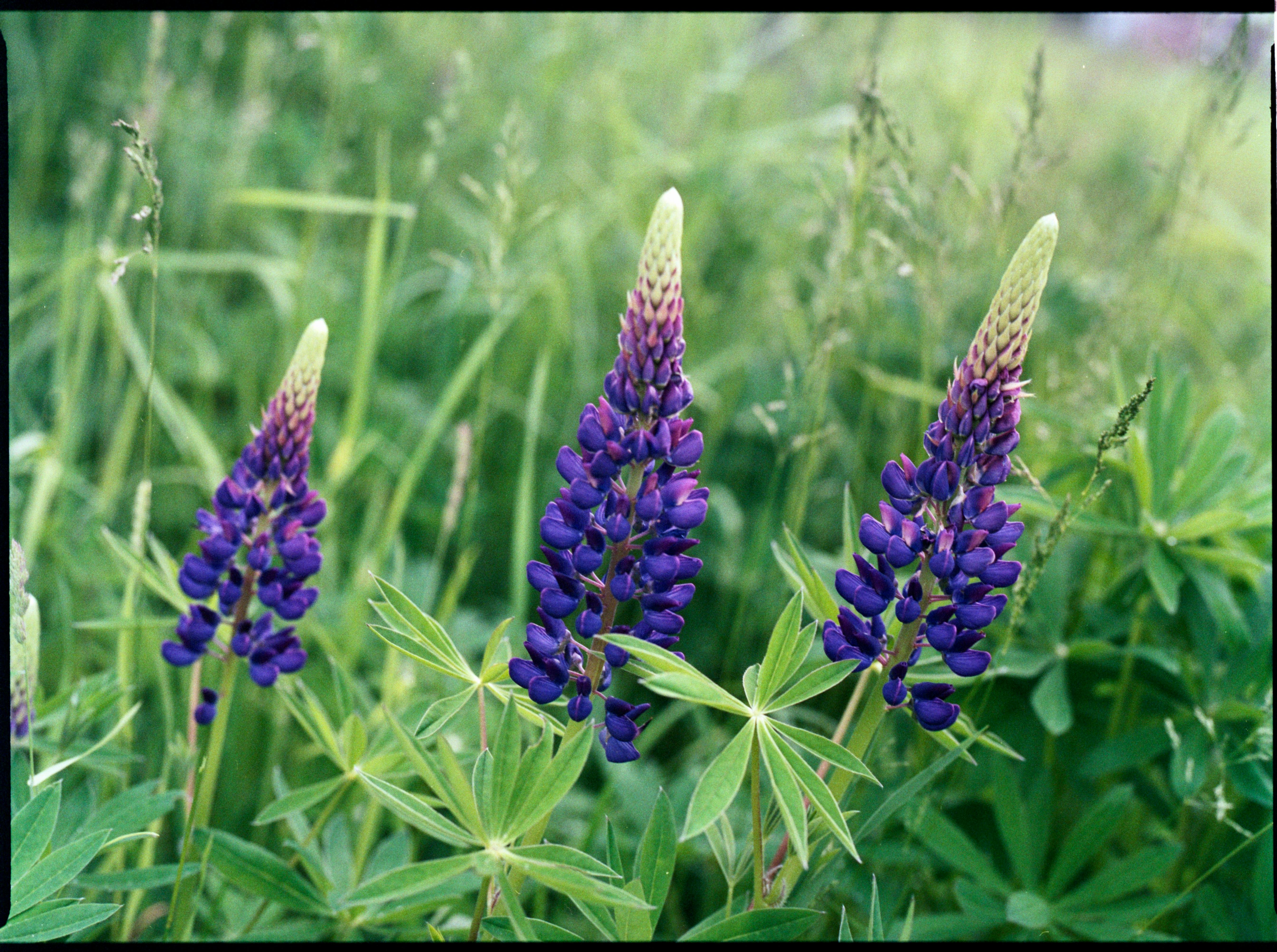 Close-up of Purple Lupin