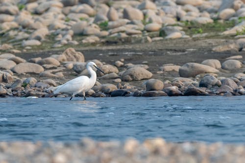 Gratis arkivbilde med av, best, birding