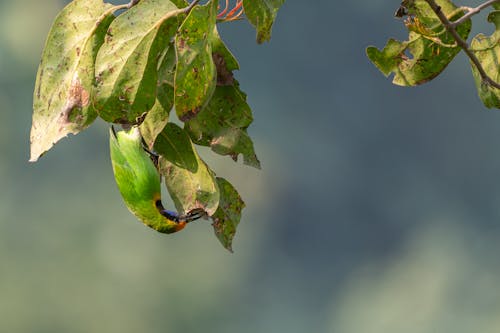 Gratis arkivbilde med av, best, birding