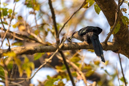 Gratis arkivbilde med av, best, birding