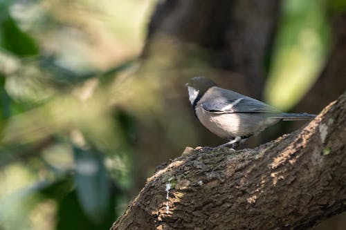 Gratis arkivbilde med av, best, birding