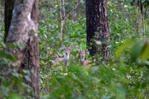 無料 哺乳類, 木の幹, 森の中の無料の写真素材 写真素材