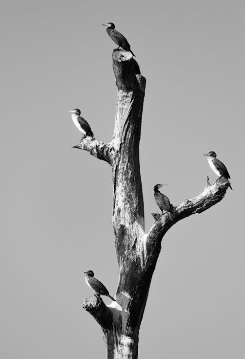Grayscale Photo of Birds on Tree Branches