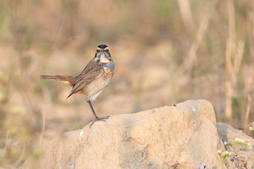 Gratis arkivbilde med av, best, birding