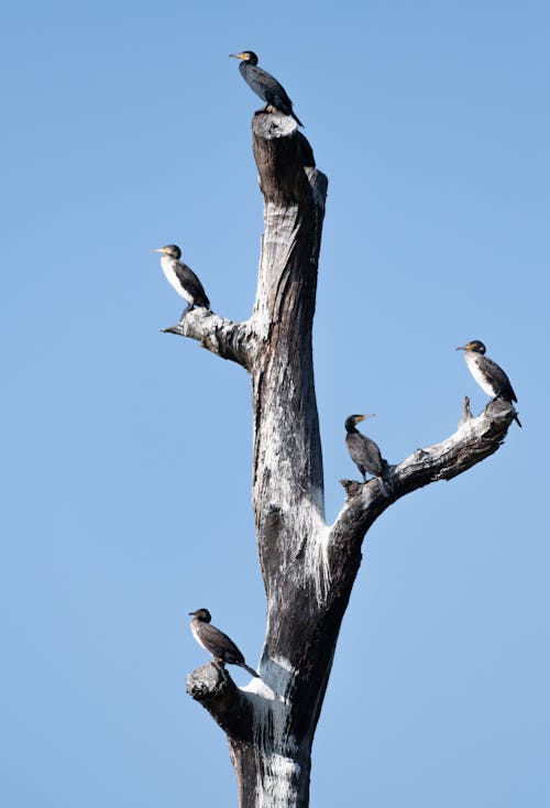 Birds Perched on Tree Branches