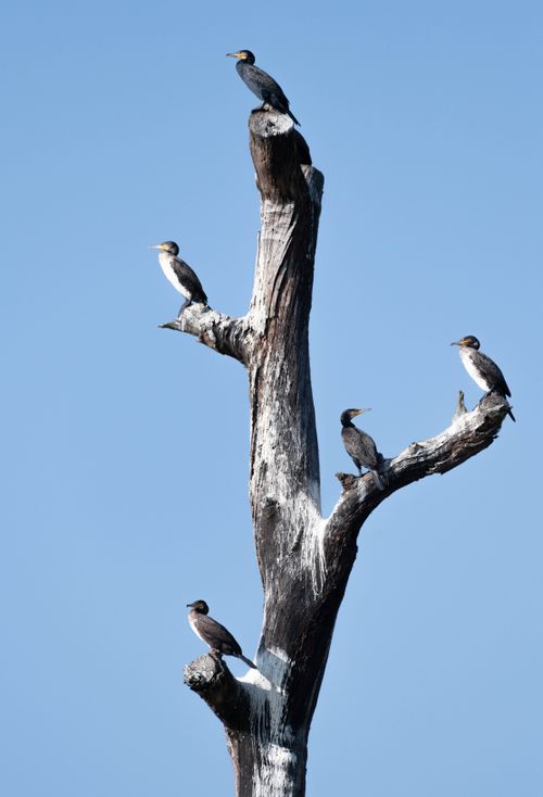 Free Five cormorants perched on a dead tree against a clear blue sky in Nepal. Stock Photo