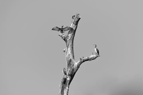 A Gray Scale Photo of Birds on Tree Branch