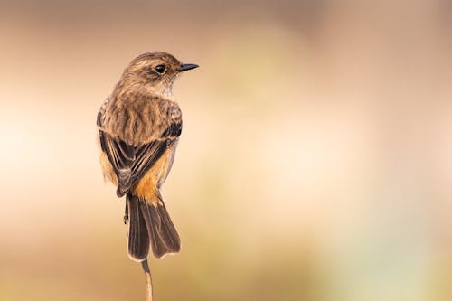 Gratis arkivbilde med av, best, birding