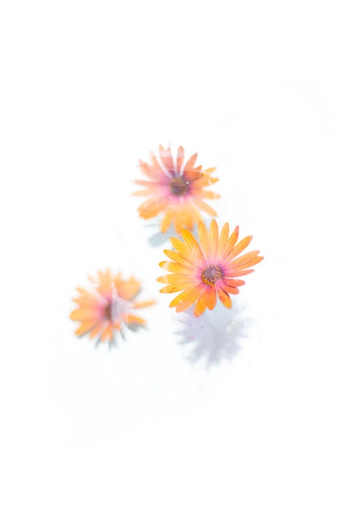 Yellow and Pink Flowers in White Background