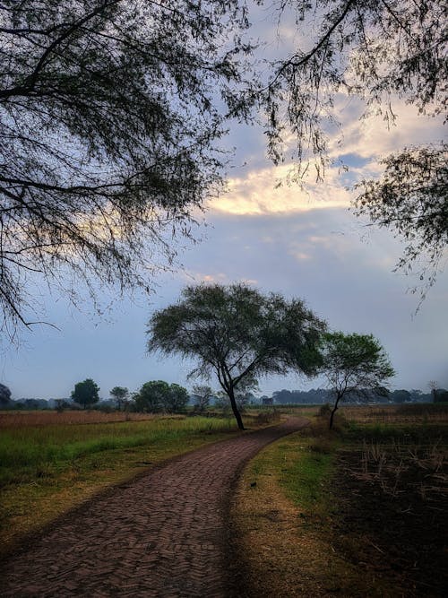 Foto d'estoc gratuïta de arbres, camp, cel ennuvolat