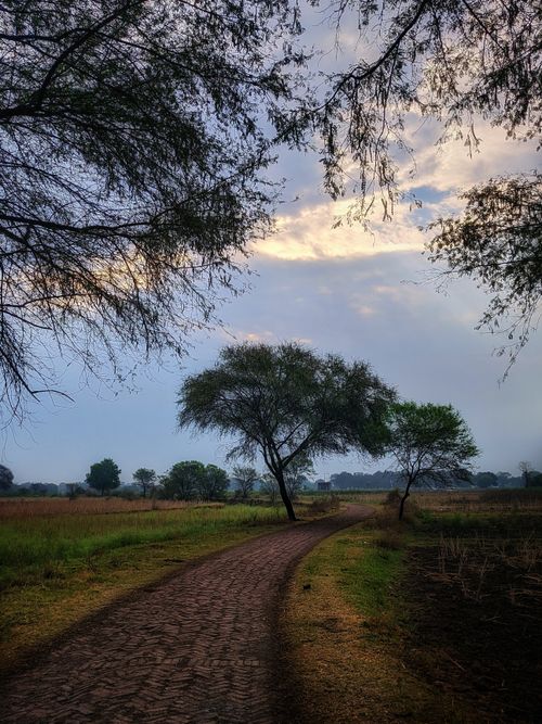 Free Serene rural scene in Mirzapur, India, featuring a winding path amidst trees under a cloudy sky. Stock Photo