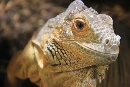 Detailed close-up of a Green Iguana (Iguana iguana) showing its textured scales and watchful eye.