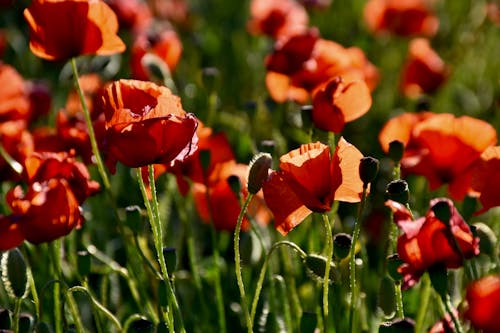 Imagine de stoc gratuită din boboci de flori, câmp, floră