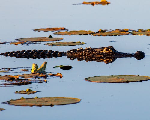 Free Crocodile on the Lake Stock Photo