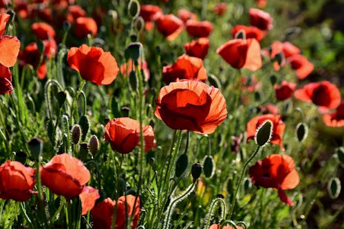 afyon çiçekleri, alan, bitki örtüsü içeren Ücretsiz stok fotoğraf