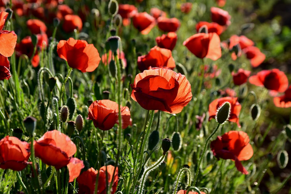 Immagine gratuita di boccioli di fiori, campo, fiore