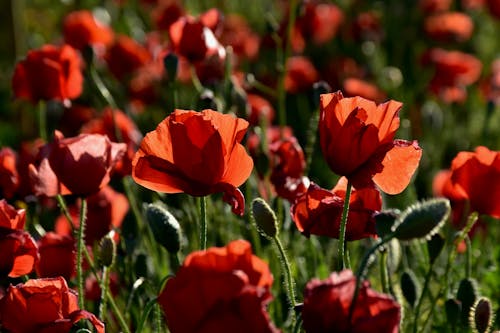 Free Red Flowers on the Field Stock Photo